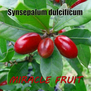 Miracle Fruit Tree, 3 plus Years Old, Very Nice Fruit Tree...