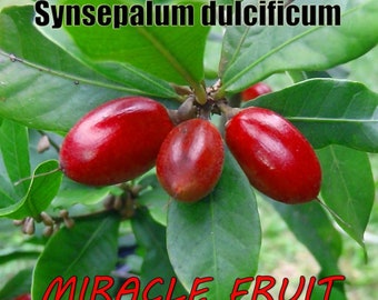 Miracle Fruit Tree, Nice 3 plus Years Old, Very Nice Fruit Tree...