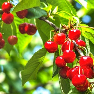 Sweet Southern Cherry Tree, Grafted (Fruiting Age) "Full canopy” Large 4 Years Old, SEMI-DWARF -> We do not ship to CA
