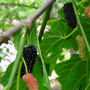 LARGE Mulberry Tree! (Fruiting Age Now) -> We do not ship to CA