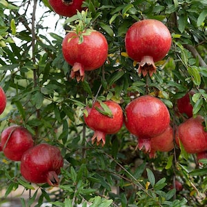Beautiful Pomegranate Trees, 4-5 Foot Tall - These are Not a Little Puny Starter Plant (Fruiting Age Now) -&gt; We do not ship to CA