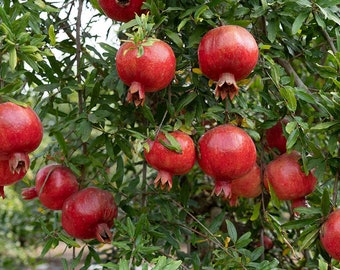 Puede incluir: Varias granadas maduras, redondas y de color rojo brillante cuelgan de las ramas de un árbol. La fruta presenta una piel lisa y firme con una corona distintiva en la base. El árbol está lleno de hojas densas, estrechas y verde oscuro.