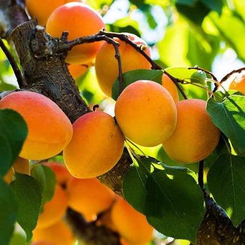 Apricot early Golden Large Grafted Tree & Self Etsy