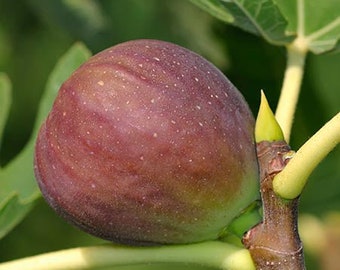 Fig Tree "BROWN TURKEY” (Also Known as Texas Ever Bearing) Large tree...