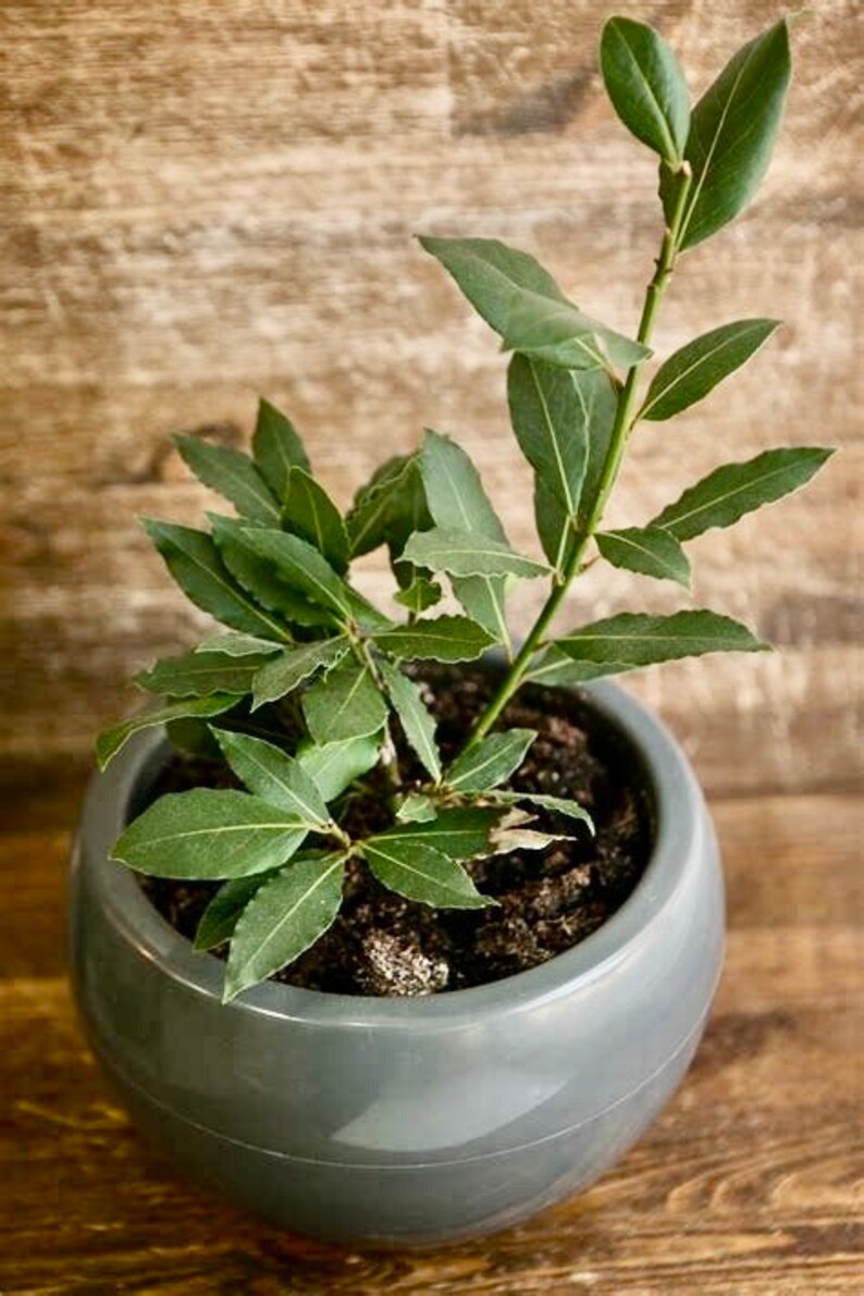 Bay Leaf Plant/tree Aromatic Cooking Herb Nongmo Offered Etsy