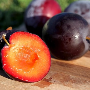 Plum, Santa Rosa Tree, Tall Premium Grafted Plum Trees, Self Pollinator Tree -&gt; We do not ship to CA