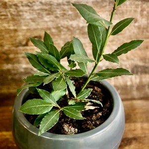 Bay Leaf Plant - Sweet Laurel - Bay Laurel seedling - Gift For Mom - Culinary - We do not ship to CA