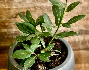 Bay Leaf Tree/Plant - Organic Sweet Laurel - Bay Laurel - Sweet Bay