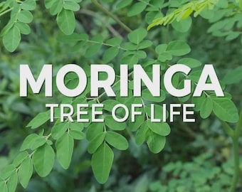 Moringa Seeds (PKM-1) High-Yield/Non-GMO/Water Purification/Nutrient-Rich/Heirloom Variety/Very High Germination Rate