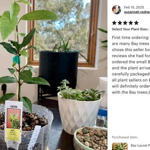 Bay Laurel Plant: Sweet Bay Tree - Aromatic Cooking Herb Bild 11