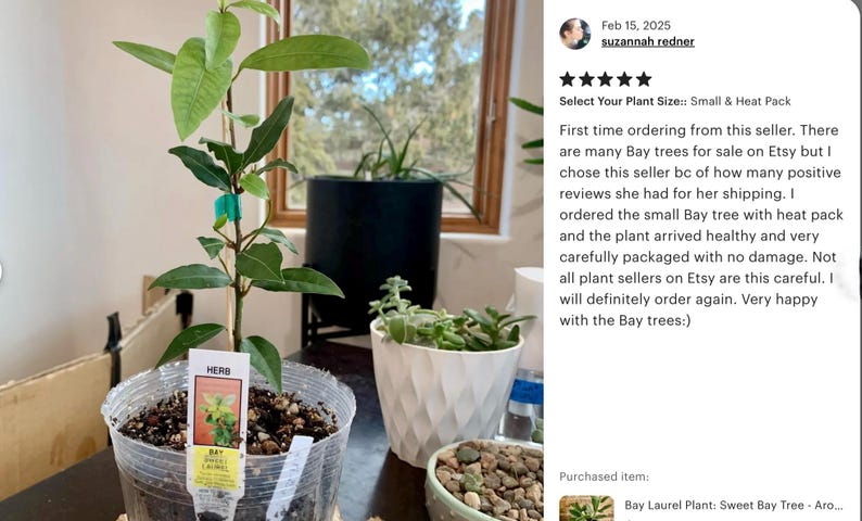 Bay Laurel Plant: Sweet Bay Tree - Aromatic Cooking Herb Bild 11