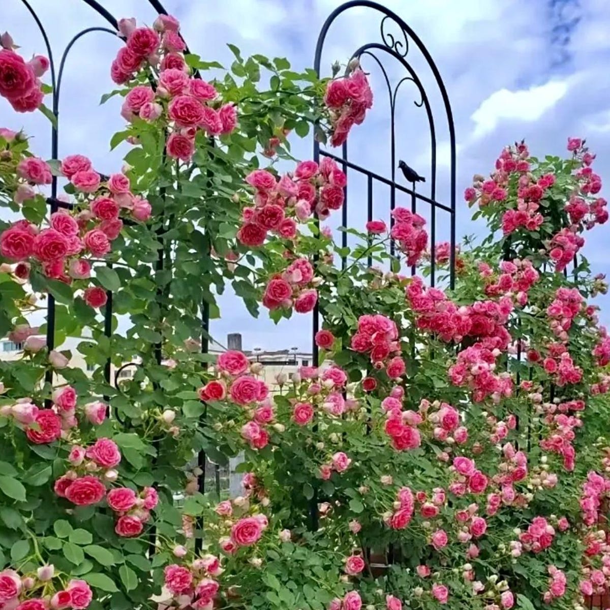Peggy Martin Rose Bush, Very Nice Climbing Rose Bushes, Fast Growing & Wildly Popular-> We Do Not Ship to CA - Etsy