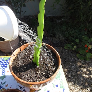 Dragon Fruit Cutting: Live Pitaya Starter Plant