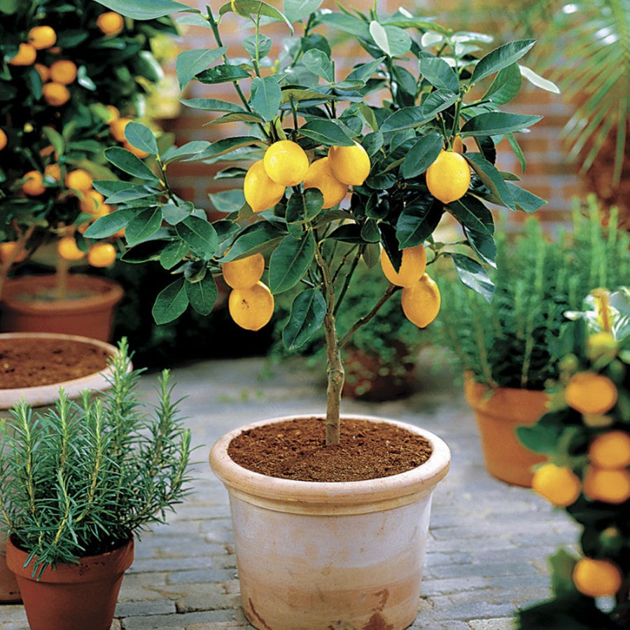Lemon Trees - Etsy Lemon Trees - Etsy