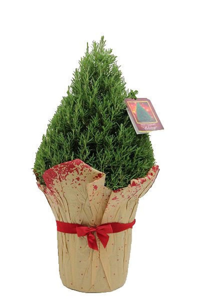 6-Inch Pot Live Rosemary Christmas Tree