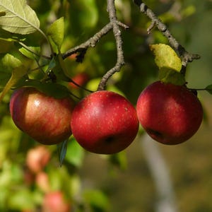 RED DELICIOUS Apple Tree, Premium Grafted Tree -&gt; We do not ship to CA
