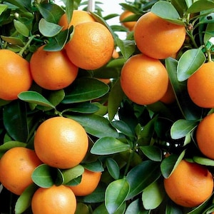 Meiwa KUMQUAT TREE (Fruiting Now) Tall Premium Grafted Tree! -&gt; We do not ship to CA