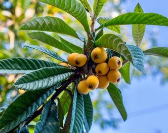 Plum - Loquat Tree (4 Years Old Large Plum Tree) Japanese Plum - Live - Evergreen Tree