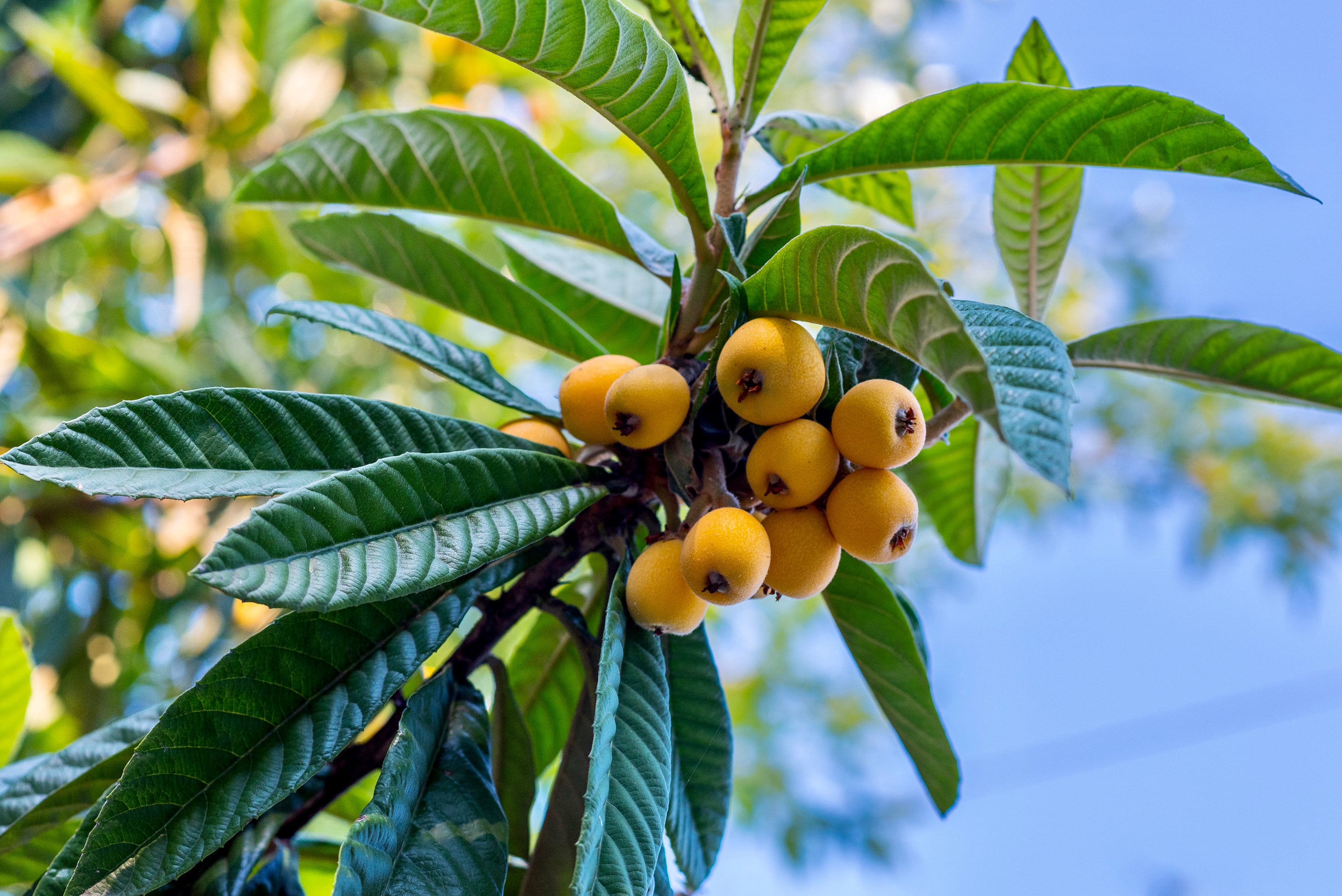 Loquat Plum Tree: 4 Foot Tall "+/-" Fast Growing Evergreen - Tropical Fruit