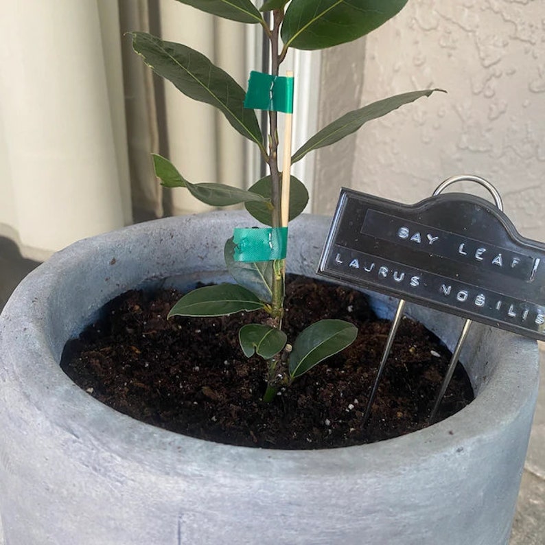 K&ouml;nnte beinhalten: Eine Topfpflanze mit Lorbeerbl&auml;ttern und einem gr&uuml;nen Etikett mit der Aufschrift "Bay Leaf" und "Laurus Nobilis".