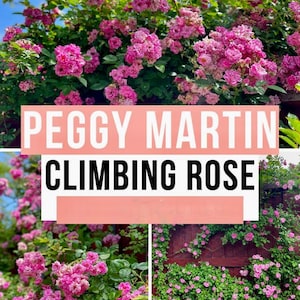 Peggy Martin Rose Bush, Very Nice Climbing Rose Bushes, Fast Growing & Wildly Popular...