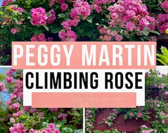 Peggy Martin Rose Bush, Very Nice Climbing Rose Bushes, Fast Growing & Wildly Popular-> We do not ship to CA