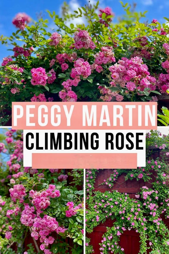 Peggy Martin Rose Bush, Very Nice Climbing Rose Bushes, Fast Growing & Wildly Popular...