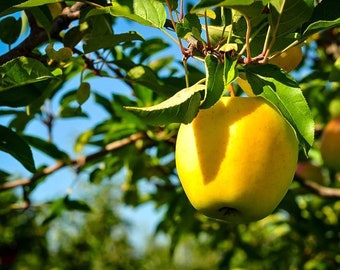 Sweet & Crisp Dorsett Golden Apple Tree - We Do Not Ship To CA