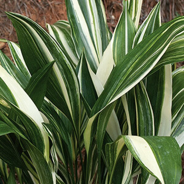 Cast Iron “VARIEGATED” Create a Cozy Room Decor, Stunning House Plant