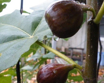 FigTree "Chicago Hardy” Fig Tree...