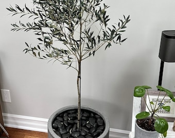 Arbequina Olive Tree: Nice & Tall