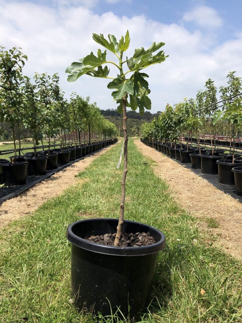 LSU Gold Fig Trees Offered By... a2z Plant Company™ Etsy