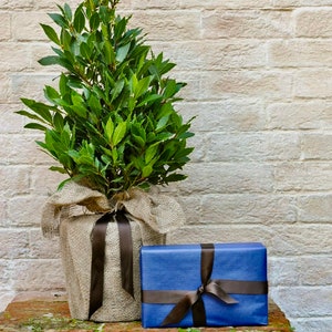 Bay Leaf Tree/Plant Organic Sweet Laurel Bay Laurel Sweet Bay image 6