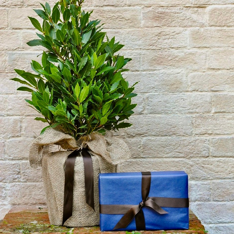 K&ouml;nnte beinhalten: Ein Topf mit einem Lorbeerbaum, der in Sackleinen mit einem braunen Band umwickelt ist, neben einer blauen Geschenkbox mit einem braunen Band.