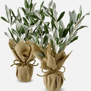 Arbequina Baby Olive Tree in Burlap - Event Favor - No snip to CA