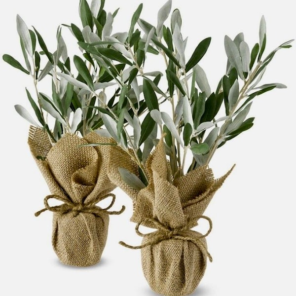 Live Baby Olive Trees, 2-Baby Olive Trees “Arbequina Olive” Fully Rooted... The Perfect Event Favor/Gift Idea!