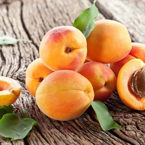 Apricot "Early Gold” Grafted Tree & Self Pollinating, 3 Plus Years Old -> We do not ship to CA