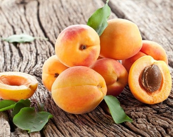 Apricot "Early Golden” Large Grafted Tree & Self Pollinating - 3 Plus Years Old - We got ‘em!