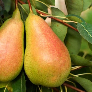 Pear "Bartlett” Tree, Self-Pollinating Pear Variety -> We do not ship to CA