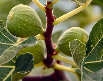 Fig ~ White Kadota (4-5 Foot Tall) Trees, These Sweet Figs Are Often Used In High-end cuisine...
