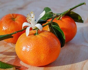 Sweet Satsuma (4-5 Foot Tall) Tree, Offered by... a2z Plant Company™