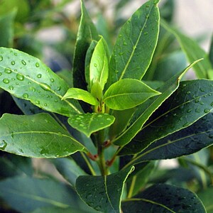 Bay Leaf Tree/Plant Organic Sweet Laurel Bay Laurel Sweet Bay image 9