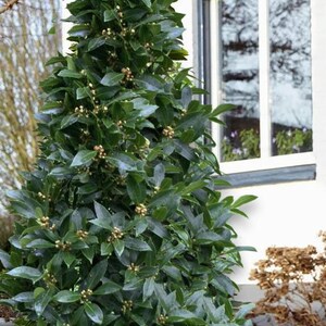 K&ouml;nnte beinhalten: Ein Topf-Lorbeerbaum mit dunkelgr&uuml;nen Bl&auml;ttern und kleinen, hellbraunen Beeren. Der Baum ist kegelf&ouml;rmig geschnitten und in einem wei&szlig;en Topf gepflanzt. Der Baum steht vor einer wei&szlig;en Wand mit einem Fenster.