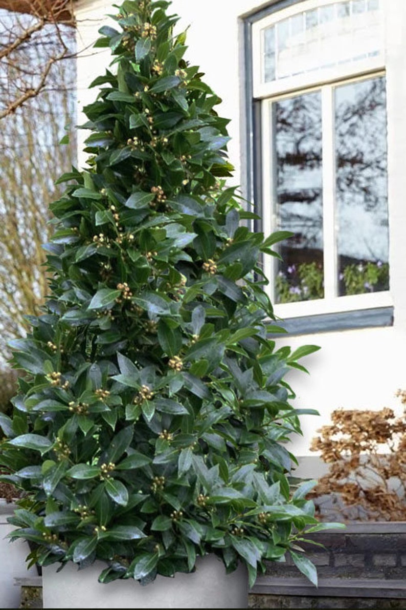 K&ouml;nnte beinhalten: Ein Topf-Lorbeerbaum mit dunkelgr&uuml;nen Bl&auml;ttern und kleinen, hellbraunen Beeren. Der Baum ist kegelf&ouml;rmig geschnitten und in einem wei&szlig;en Topf gepflanzt. Der Baum steht vor einer wei&szlig;en Wand mit einem Fenster.