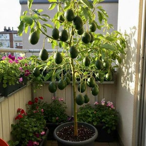 May include: A small avocado tree laden with green avocados, grown in a black pot on a balcony. The tree has many green leaves and is surrounded by potted flowers in shades of pink and red.