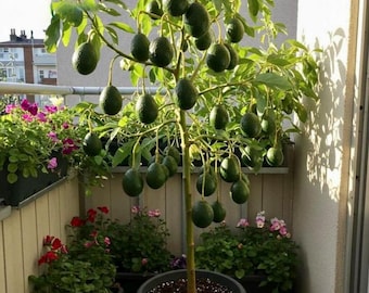 May include: A potted avocado tree with a central woody trunk and numerous green, oval-shaped fruits hanging from its branches. The tree is covered in lush green leaves and is planted in a large, dark gray circular container.
