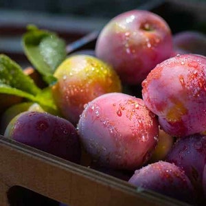 Methley, Plum Tree -&gt; We do not ship to CA