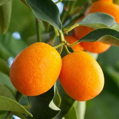 Sweet Kumquat “MEIWA” Trees, Offered by... a2z Plant Company™