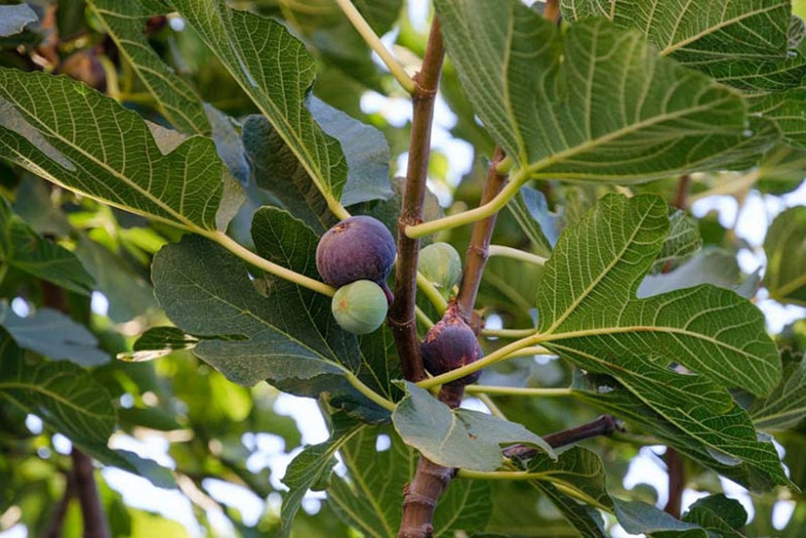 LSU Purple Fig Tree Offered By A2z Plant Company Etsy