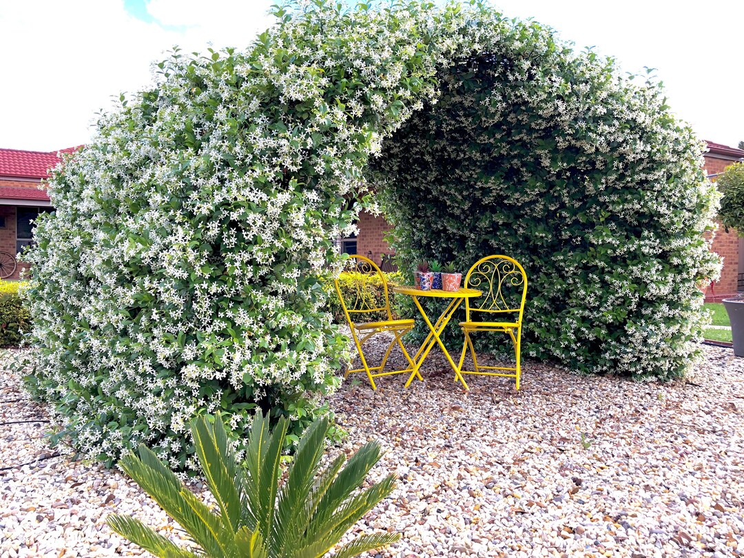 Star Jasmine Plant fragrant Star Jasmine Flower Evergreen Etsy